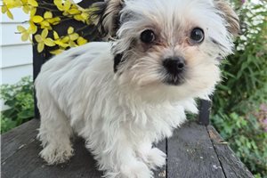 Arwen - Morkie / Yorktese for sale