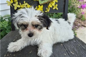 Allie - Morkie / Yorktese for sale