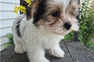 Apollo - Morkie / Yorktese for sale