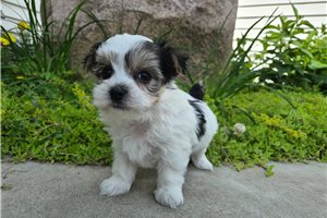 Arwen - Morkie / Yorktese for sale