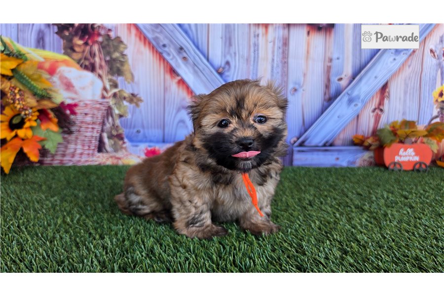 Risa - Shih Tzu for sale