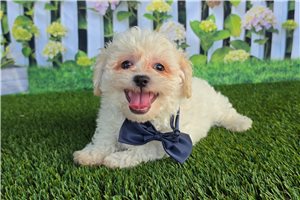 Cullen - Shichon for sale