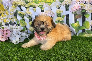 Cindy - Shichon for sale