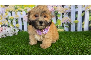 Carrie - Shichon for sale