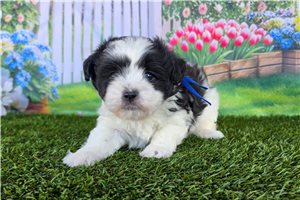 Brett - puppy for sale