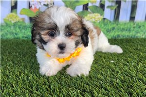 Brooklyn - Shichon for sale