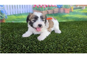 Brianna - Shichon for sale