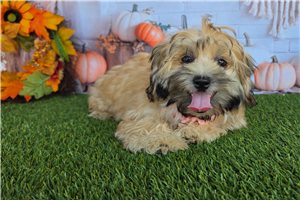 Cindy - Shichon for sale