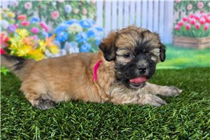 Cindy - puppy for sale