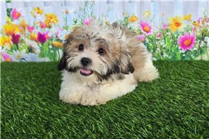 Bianca - Shichon for sale