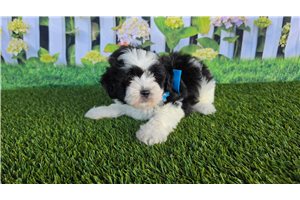 Brett - Shichon for sale