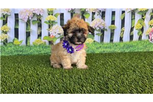 Carrie - Shichon for sale