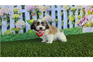 Bianca - Shichon for sale