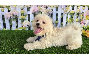 Cullen - Shichon for sale