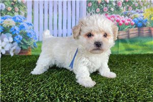 Cullen - Shichon for sale