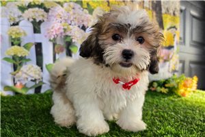Bianca - Shichon for sale