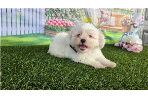 Chase - Shichon for sale