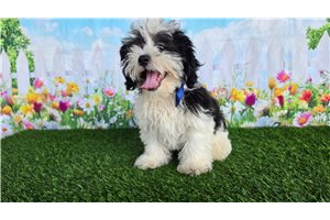 Brett - Shichon for sale