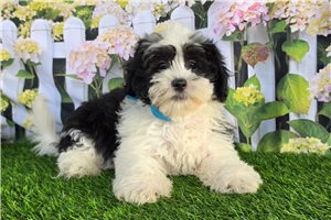 Brett - Shichon for sale