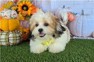 Brooklyn - Shichon for sale