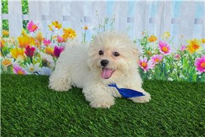 Cullen - Shichon for sale