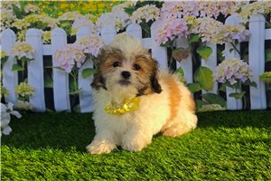 Brooklyn - puppy for sale