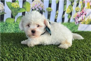 Chase - Shichon for sale