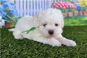 Chase - puppy for sale