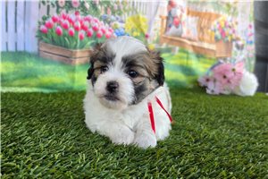 Bianca - Shichon for sale