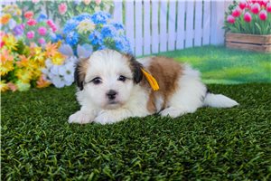 Brooklyn - Shichon for sale