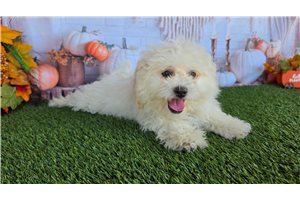 Cullen, a Shichon puppy