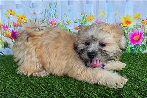 Carrie - Shichon for sale