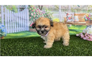Carrie - Shichon for sale