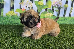 Cindy - Shichon for sale