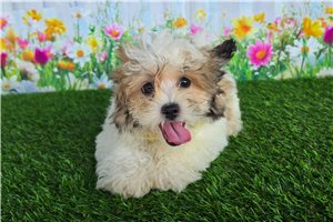 Brooklyn - Shichon for sale