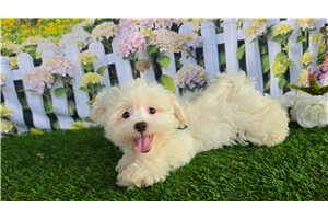 Chase - Shichon for sale
