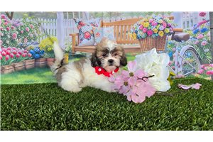 Bianca - Shichon for sale