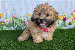 Cindy - Shichon for sale