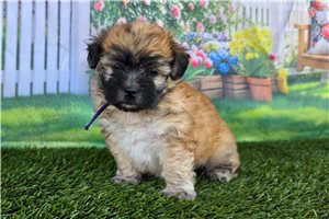 Carrie - puppy for sale
