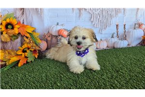 Carrie, a Shichon puppy