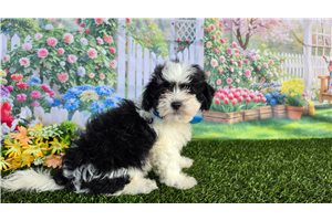 Brett - Shichon for sale