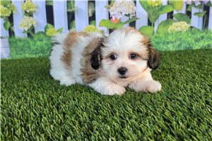 Brianna - Shichon for sale