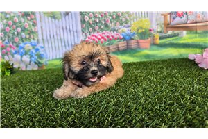 Cindy - Shichon for sale