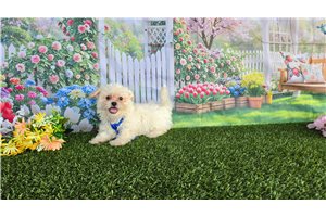 Cullen - Shichon for sale