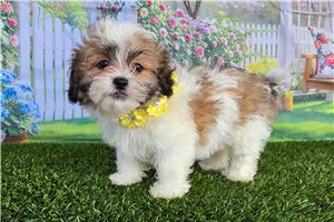 Brooklyn - Shichon for sale