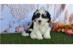 Brett, a Shichon puppy