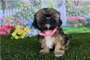 Amelia - Shih Tzu for sale