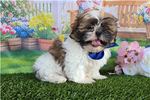 Archer - puppy for sale