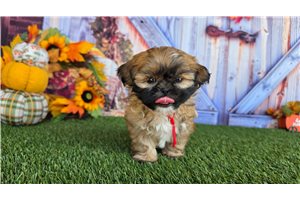 Rima - Shih Tzu for sale