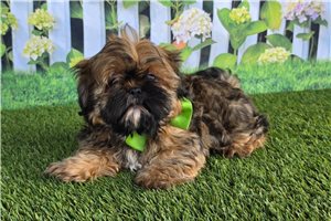 Aces - Shih Tzu for sale